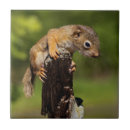 Search for squirrell tiles Red squirrel
