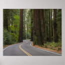 Search for redwood posters Outdoors