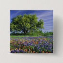Search for bluebonnet buttons Meadow