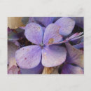 Search for lila postcards Purple