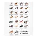 Search for horse breeds chart posters Illustration