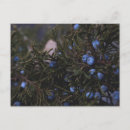 Search for blue world postcards Planet