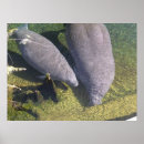 Recherche de sirene posters Marine