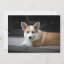 Search for relax cards Pet