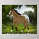 Recherche de cheval d appaloosa posters Appaloosas