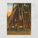 Recherche de bananier cartes postales Floride