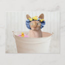 Recherche de sphynx cartes postales Mignon