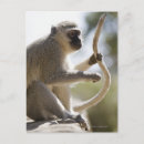 Recherche de vue de profil cartes postales Vertical