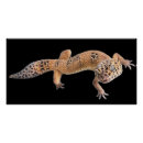 Recherche de geckos posters Reptile
