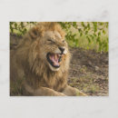 Search for male lion postcards Horizontal