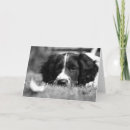 Recherche de springer spaniel vœux cartes Mignon