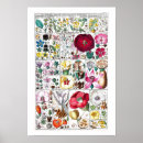 Recherche de botanical flowers posters Vintage