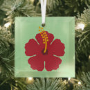 Search for hibiscus ornaments Nature