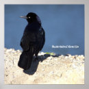 Recherche de queue posters Oiseaux