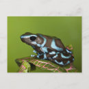 Search for panama postcards Nature