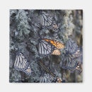 Search for monarch butterfly magnets Wildlife