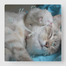 Recherche de chaton horloges Animaux
