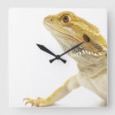Recherche de barbu horloges Faune