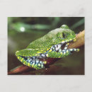 Search for treefrogs postcards Amphibian