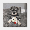 Search for schnauzers magnets Cute