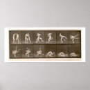Search for eadweard muybridge posters Photography