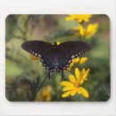 Search for swallowtail butterfly electronics Wildlife