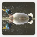 Search for anas stickers Mallard duck