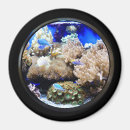 Search for aquarium magnets Tropical