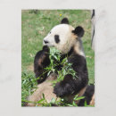 Search for yum postcards Cute