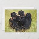 Search for monkey around cards Chimpanzee