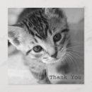Search for black cat thank you cards Photography
