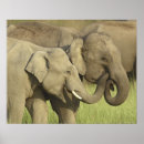 Search for indian elephant posters Wildlife