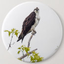 Search for talon accessories Feathers