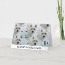 Search for westie christmas cards Scottish