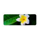Search for frangipani return address labels Plumeria