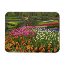 Recherche de jacinthe magnets Floraison
