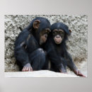 Search for chimpanzee posters baby