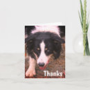Search for border collie cards Animal