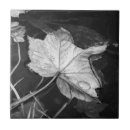 Recherche de marais photographie Étang