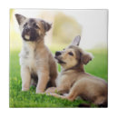 Search for german shepherd tiles Cute