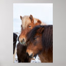 Search for caballus posters Farm