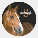 Recherche de cheval quart Animal