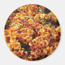 Search for mums magnets Flowers