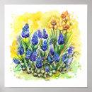 Search for grape hyacinth posters Flowers