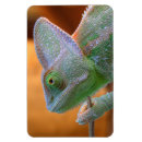 Search for chameleons magnets Humour