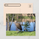 Search for wading postcards Florida