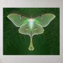 Recherche de luna art Nature