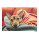 Search for chihuahua pillowcases Canine