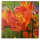 Search for peruvian tiles Flower