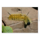 Recherche de mite photographie Animal